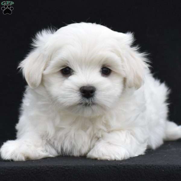 Jaxon, Maltese Puppy